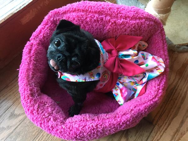 /images/uploads/pug nation rescue of los angeles/pugnation2020/entries/11143thumb.jpg